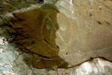hl1yy.gif (17363 bytes)